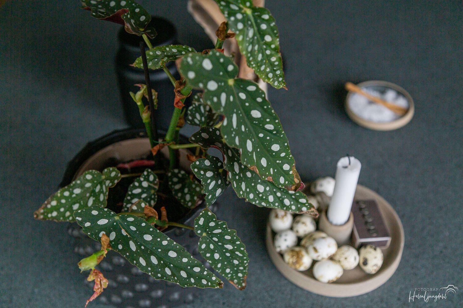 Polka dot begonia plant with white candles and decorative items on dark surface.