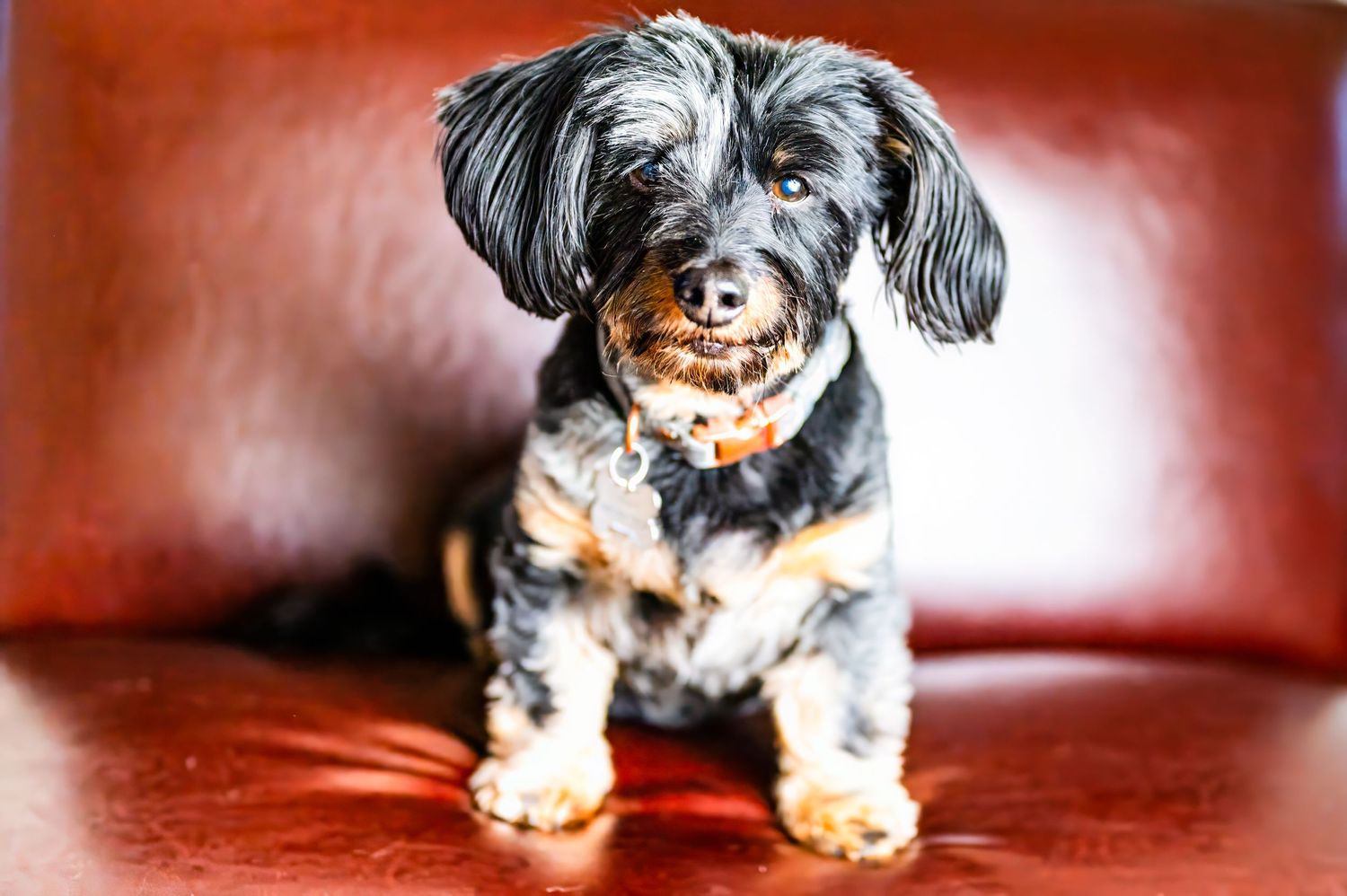 A cute small dog sitting on a leather chair.
