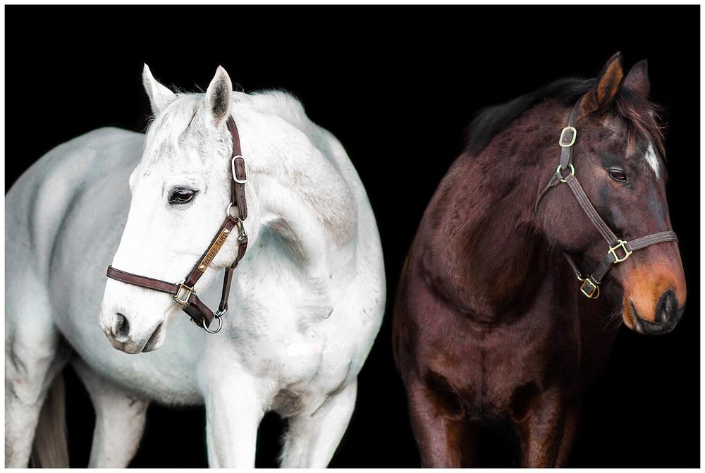 Paris Kentucky Horse and Rider Session at Clover Hill Farm Aly