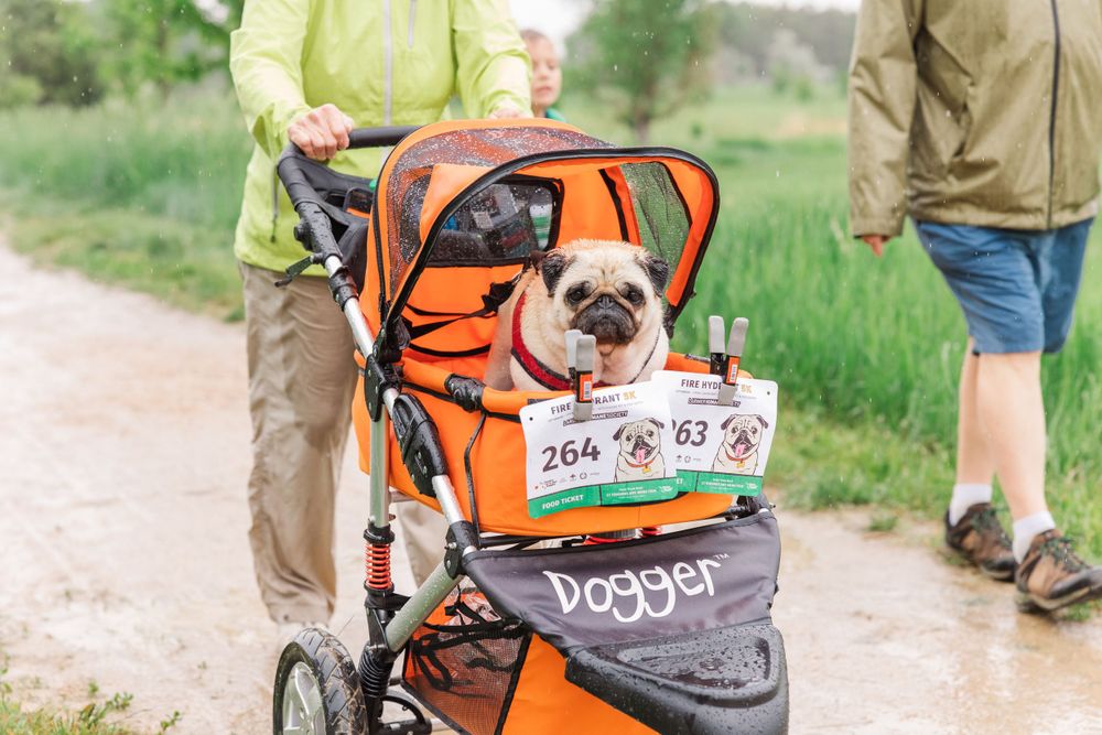 Larimer Humane Society 5k 2023 Pawsitively Purrfect Pet Photography