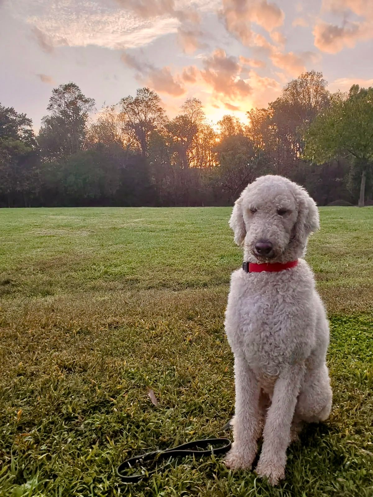 Littermate Syndrome What is it, and how to prevent it? Blue Cord K9