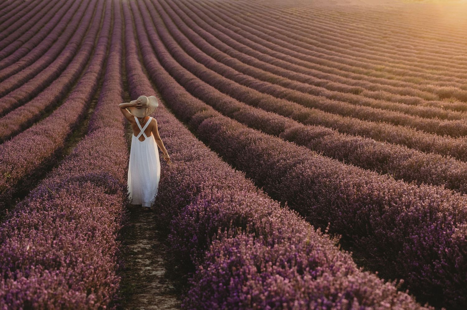 Person in flowing white dress walking through lines of blooming lavender at golden hour.