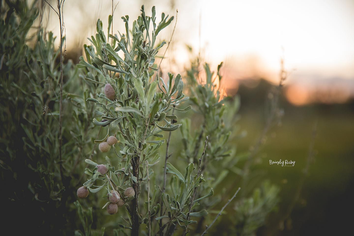 close up of a sage bush and the berries near Ellensburg, WA