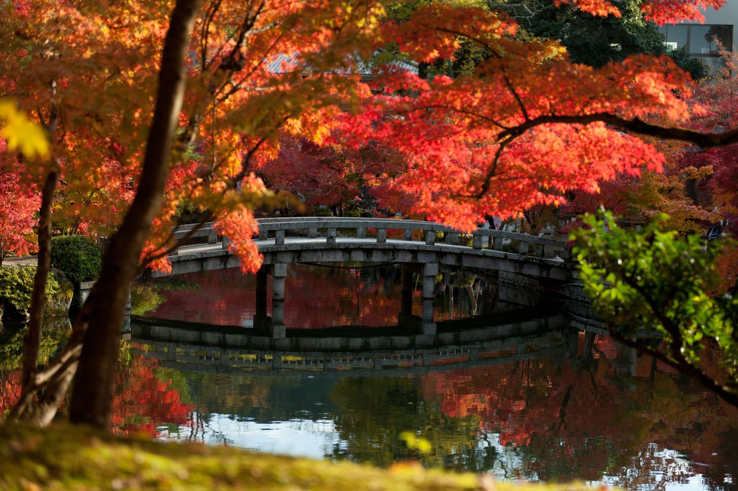 japanese bridge with autumn leaves in the foreground