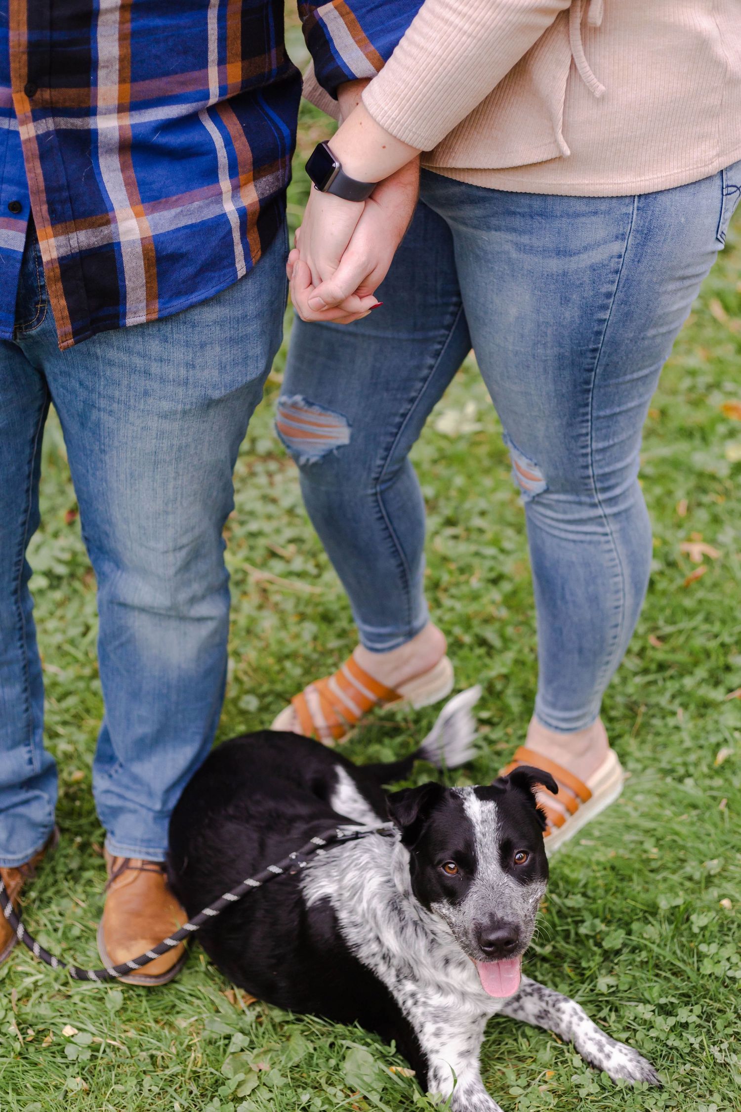 dog at a photo session