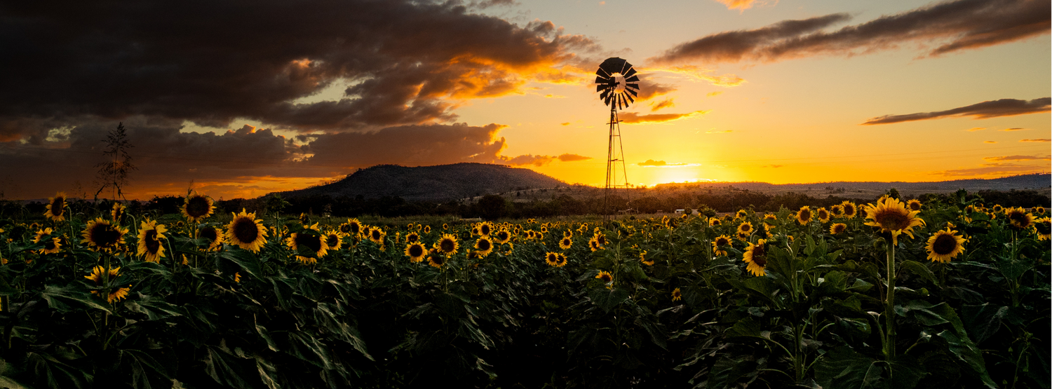 A dramatic sunset silhouettes a windmill in a field of sunflowers.