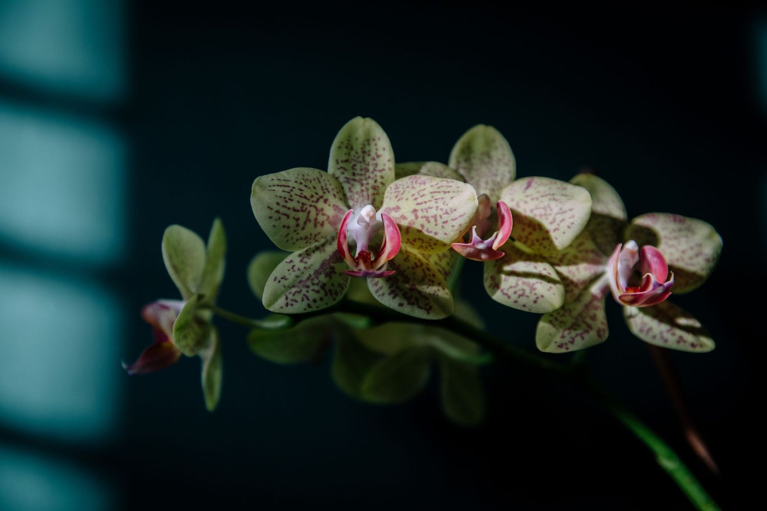 Delicate spotted green and pink orchid blooms against a dark turquoise background.