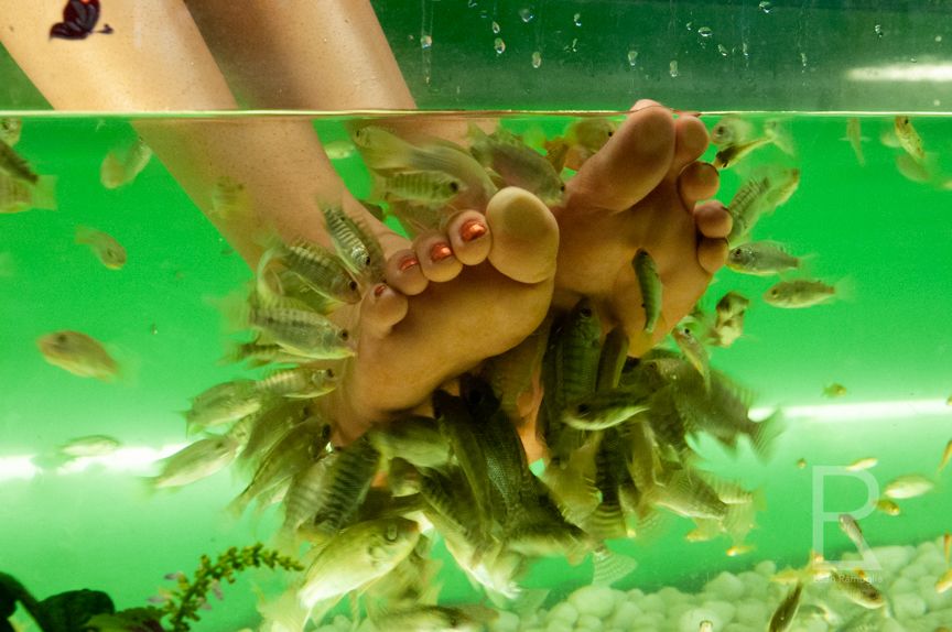 Leah Ramuglia Photography a fish foot massage on pub street Siem Reap Cambodia tilapia toes