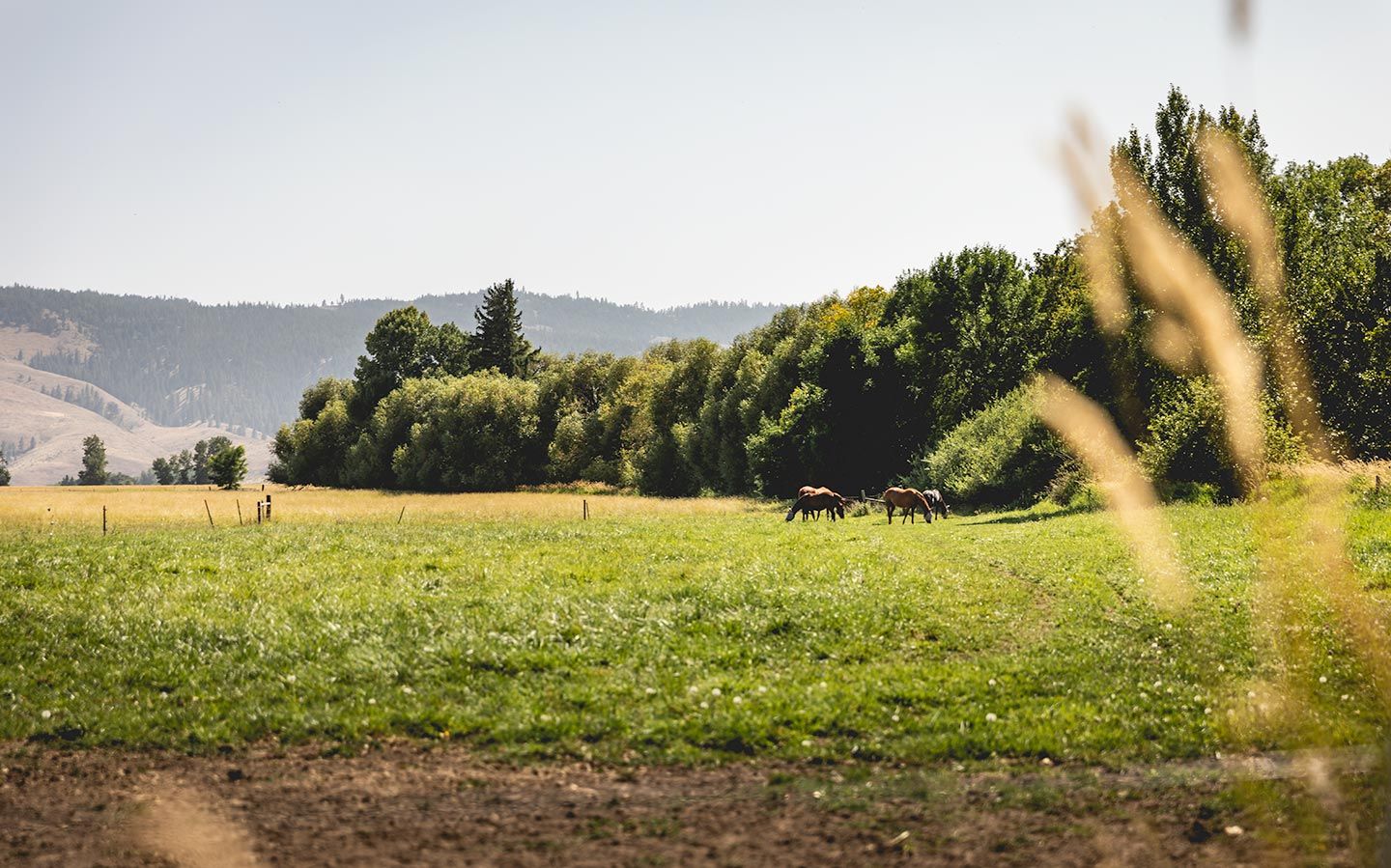 horses in a field at horse a ranch in ellensburg, wa