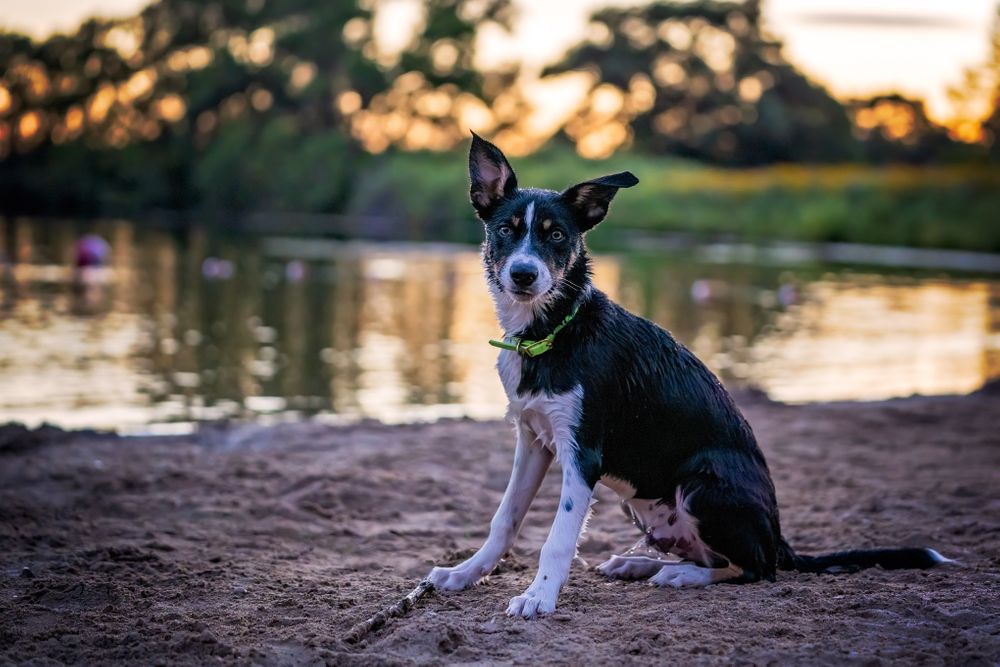 5 Places to Take Your Dog Swimming Outdoors Near Milwaukee - Barking