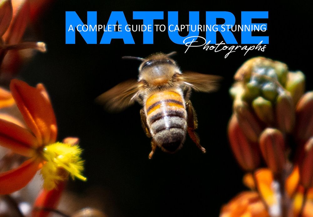 5 Tips to Capture Stunning Photographs in Nature - Creative Portraits ...