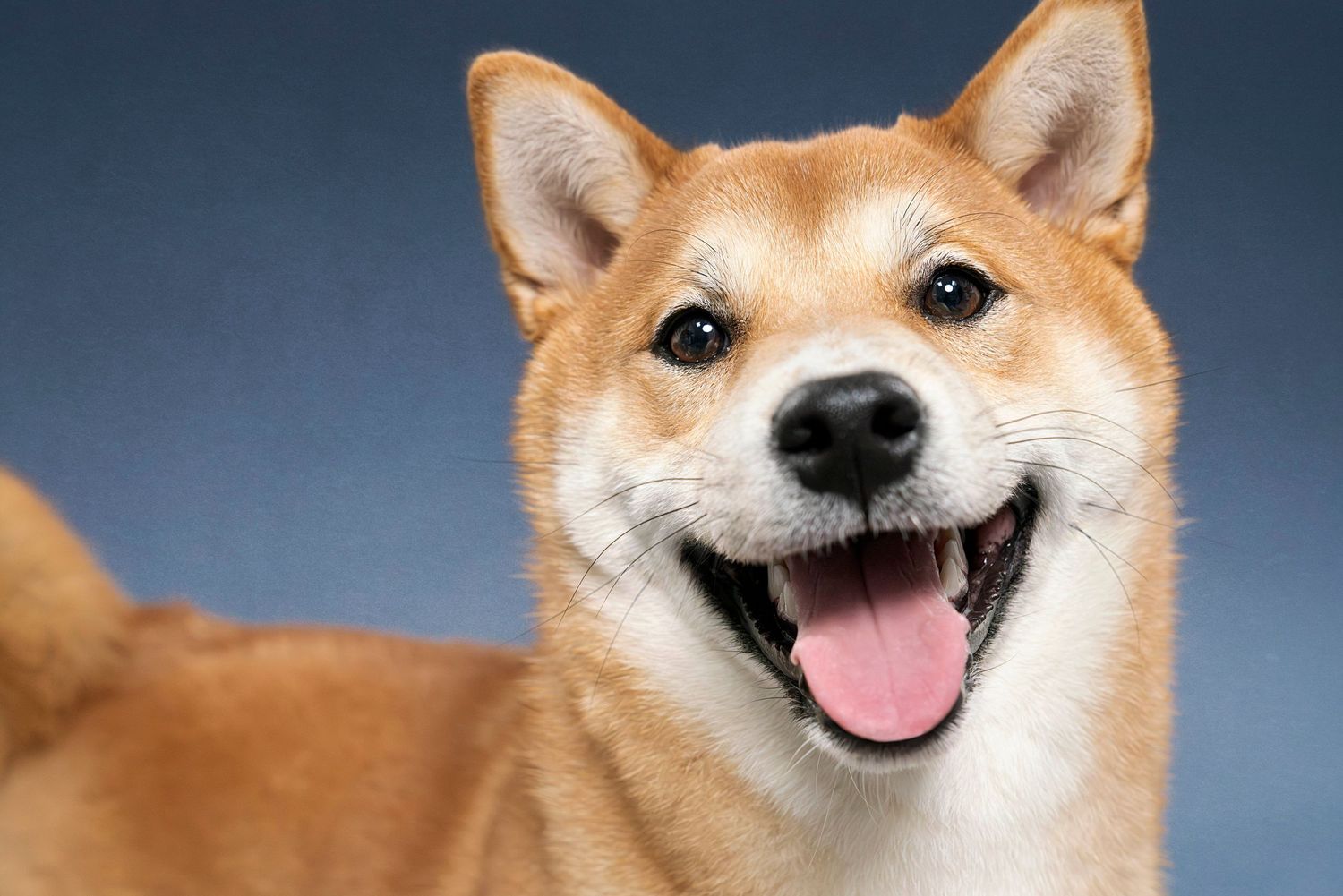 Dog Photography Smile