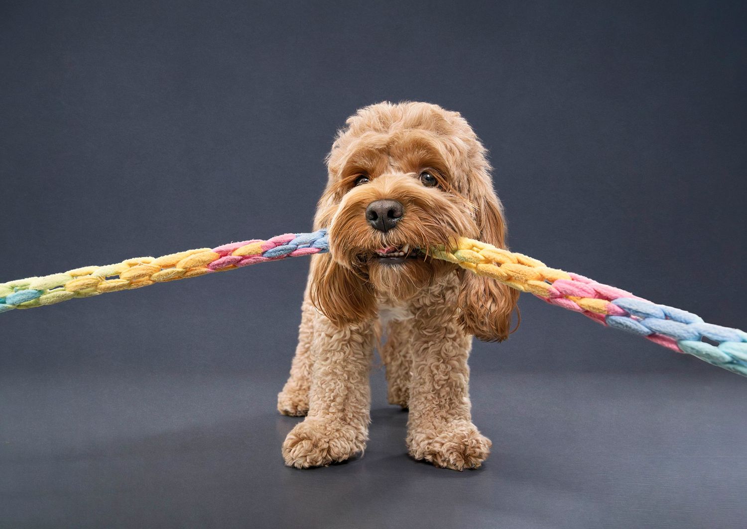 Professional Pet Photography Toronto