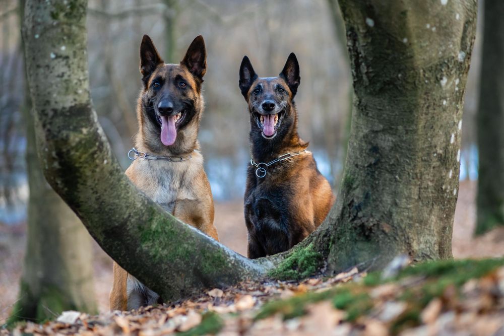 Pet Blog