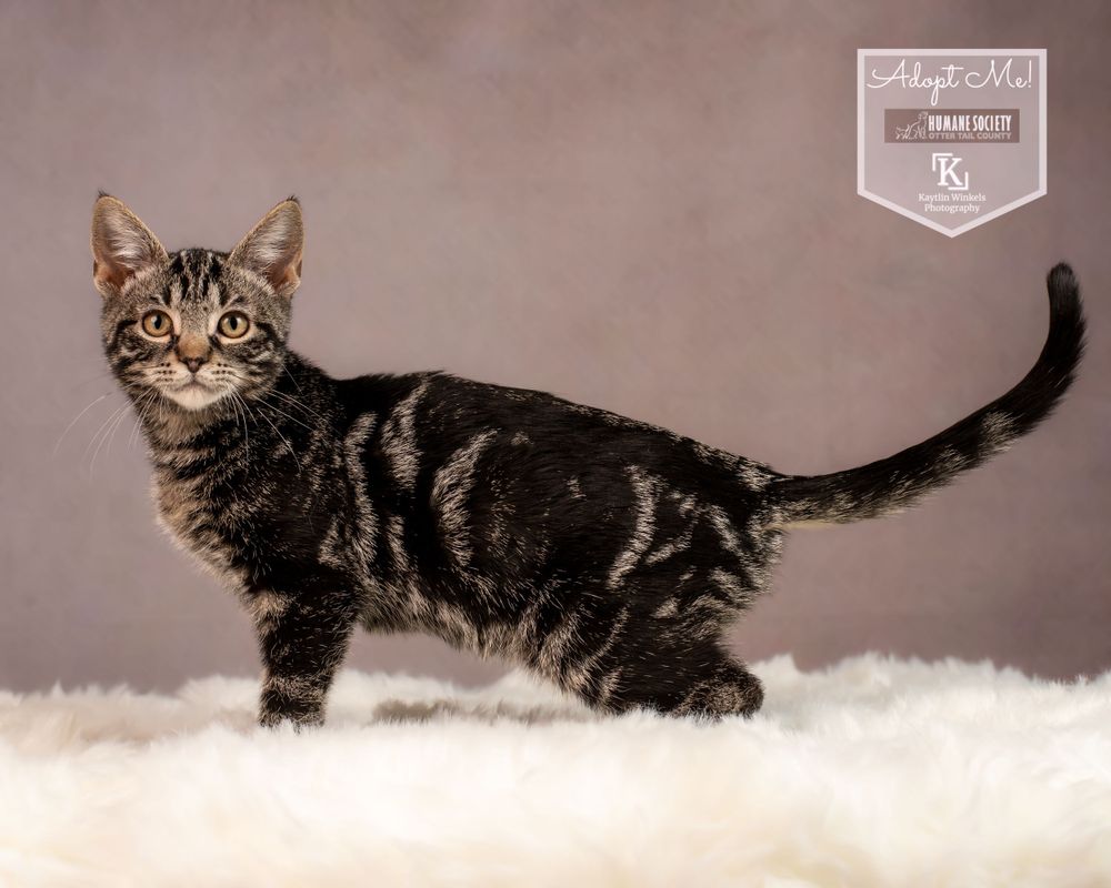Otter Tail County Humane Society - Kaytlin Winkels Photography