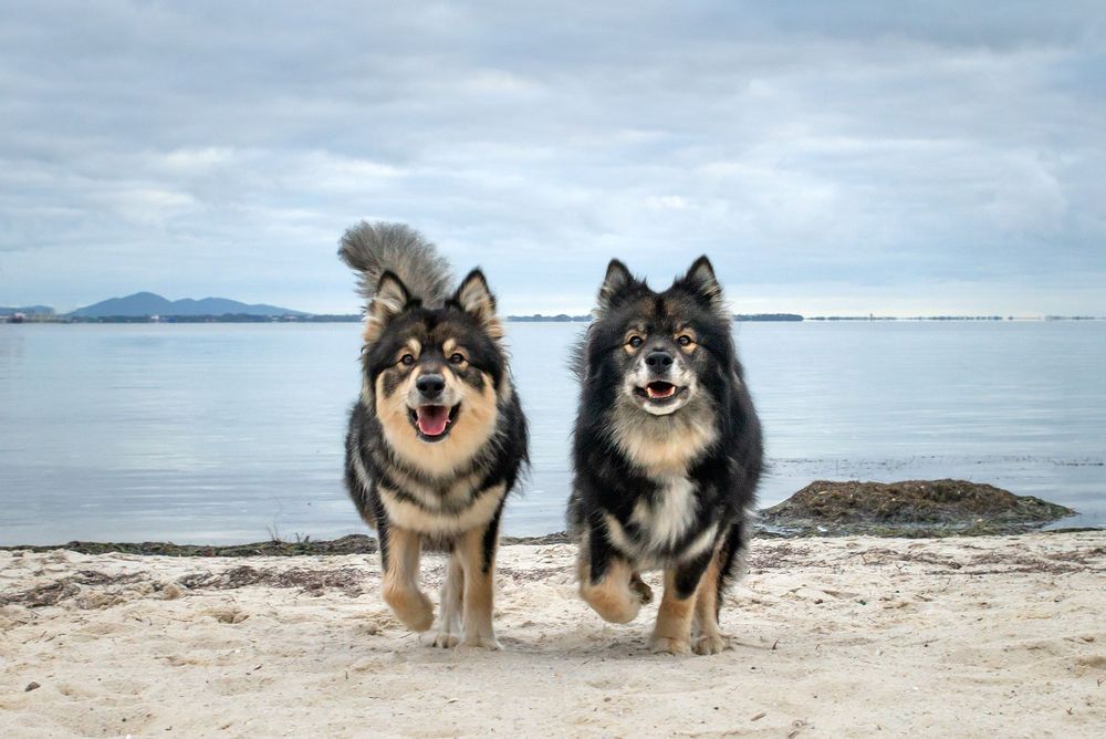 Two dogs are more fun than one Helen Green Dog Photography Geelong Region