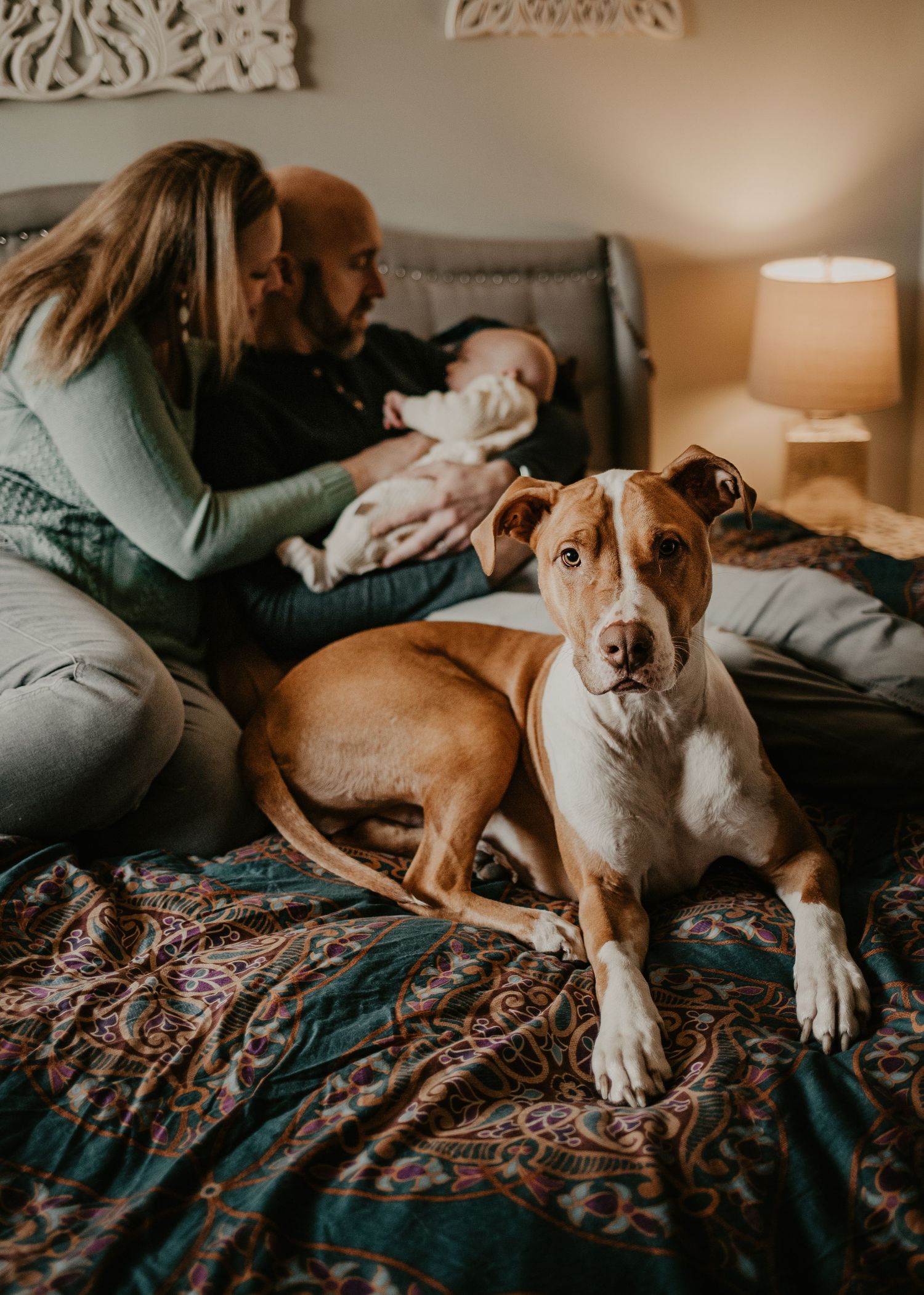 Brown and white pitbull lounges on patterned bedspread in cozy bedroom setting.