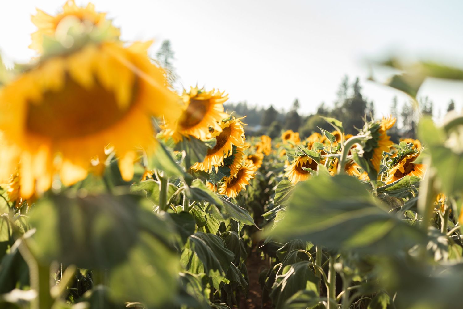 Sunflowers bloom in a field during golden hour with soft sunlight filtering through the petals.