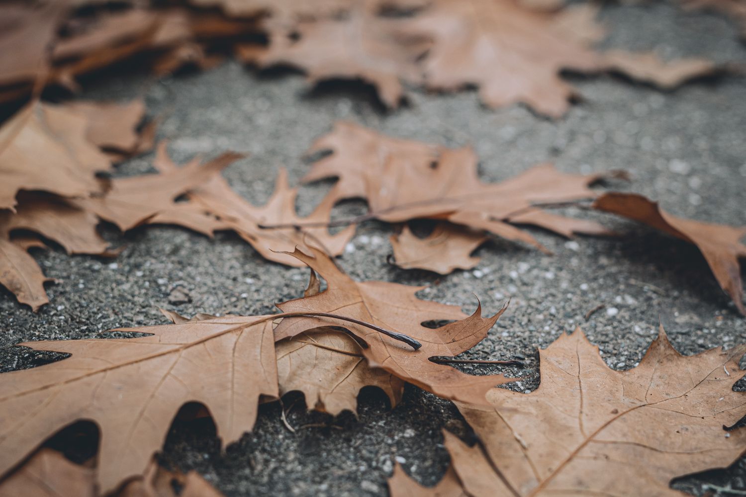 couleurs d'automne celine.s Photography