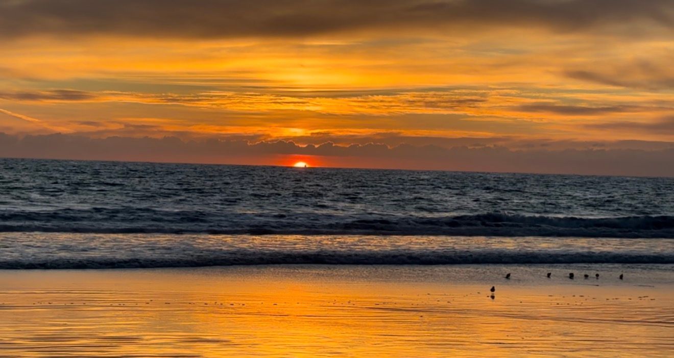 Golden orange sunset over the ocean with the sun touching the horizon and shorebirds standing on the wet reflective sand.