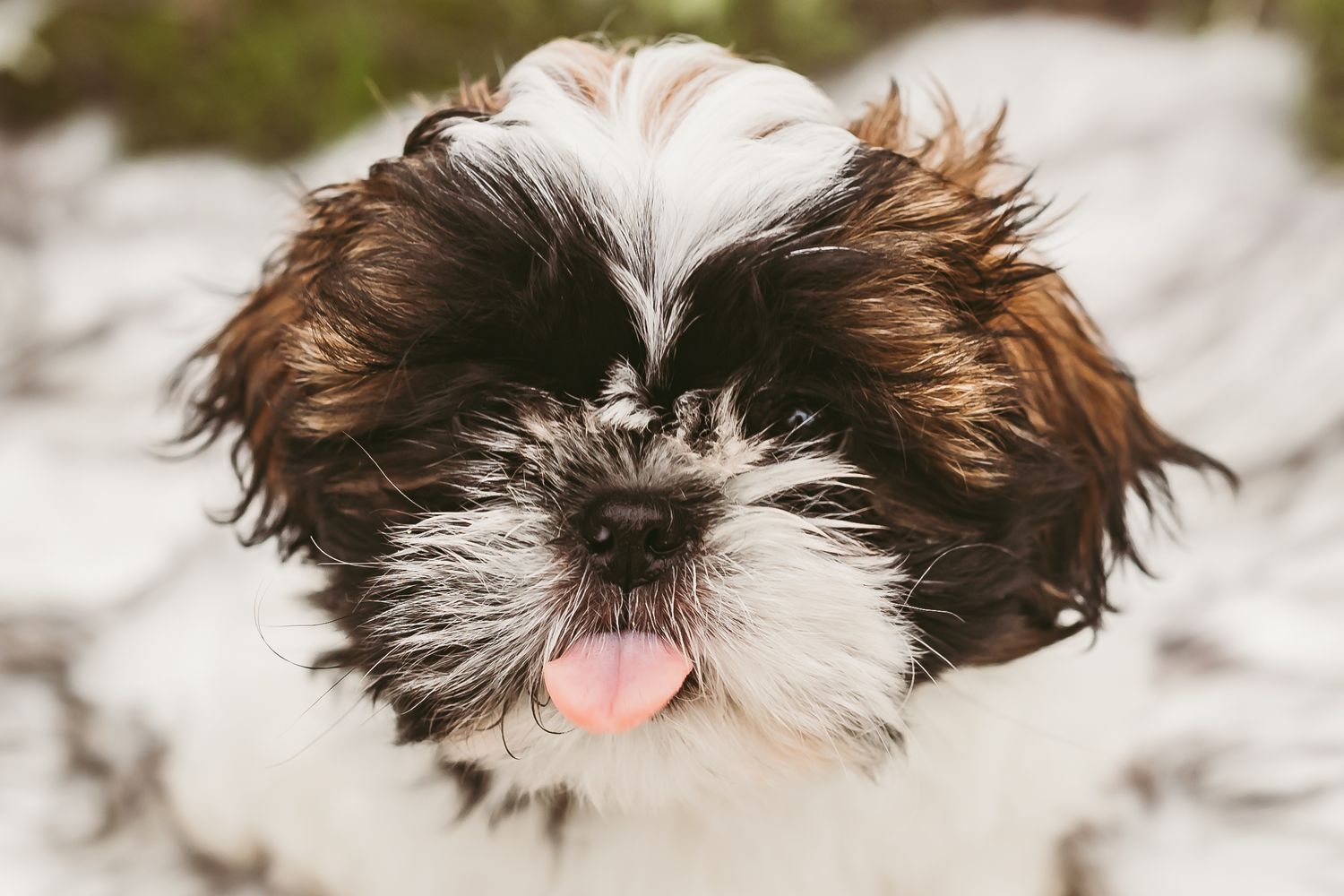 Brown and white Shih Tzu puppy sticks out pink tongue in close-up portrait against blurred background.