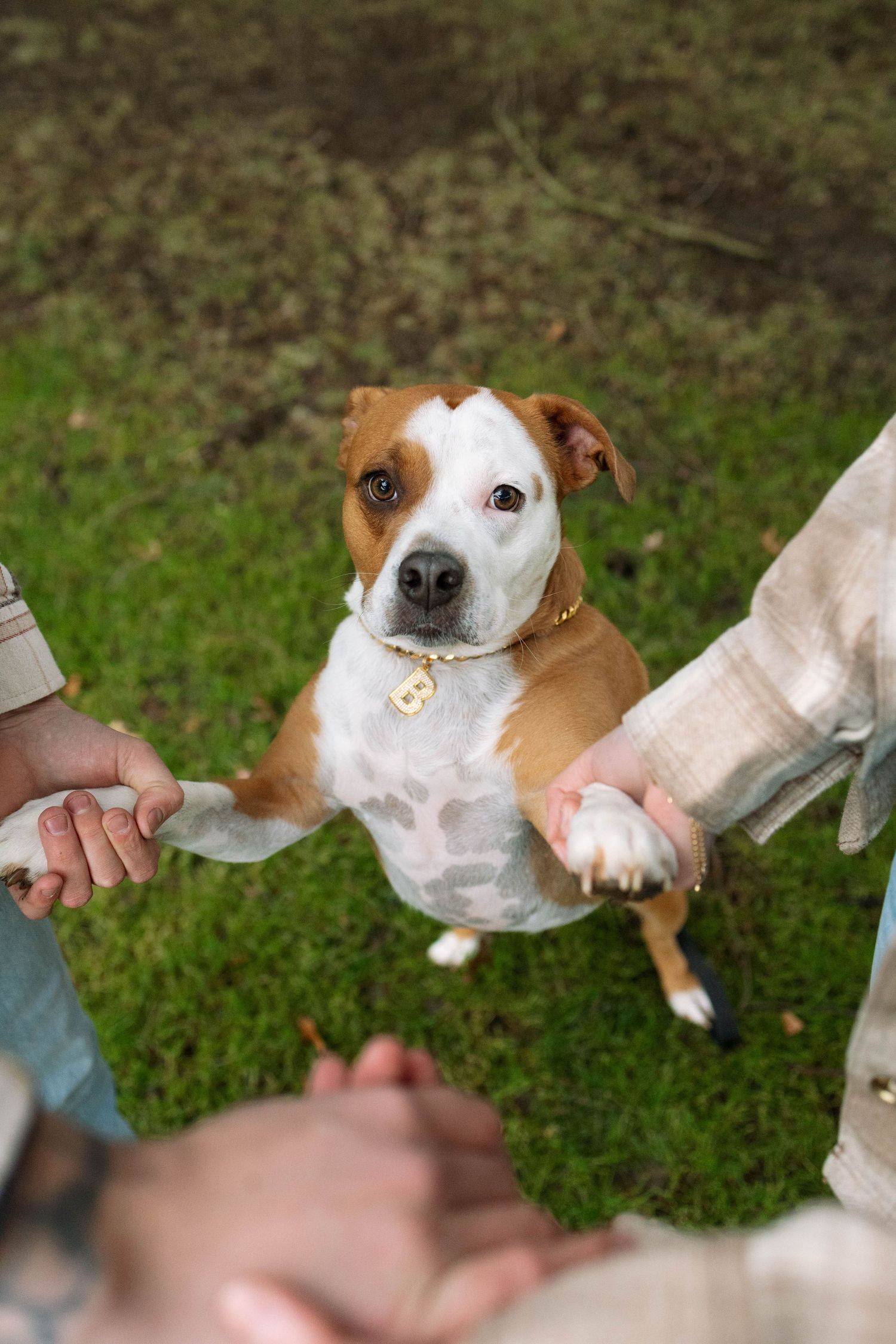 Brown and white dog with hopeful expression holding paws with people on green grass outdoors.