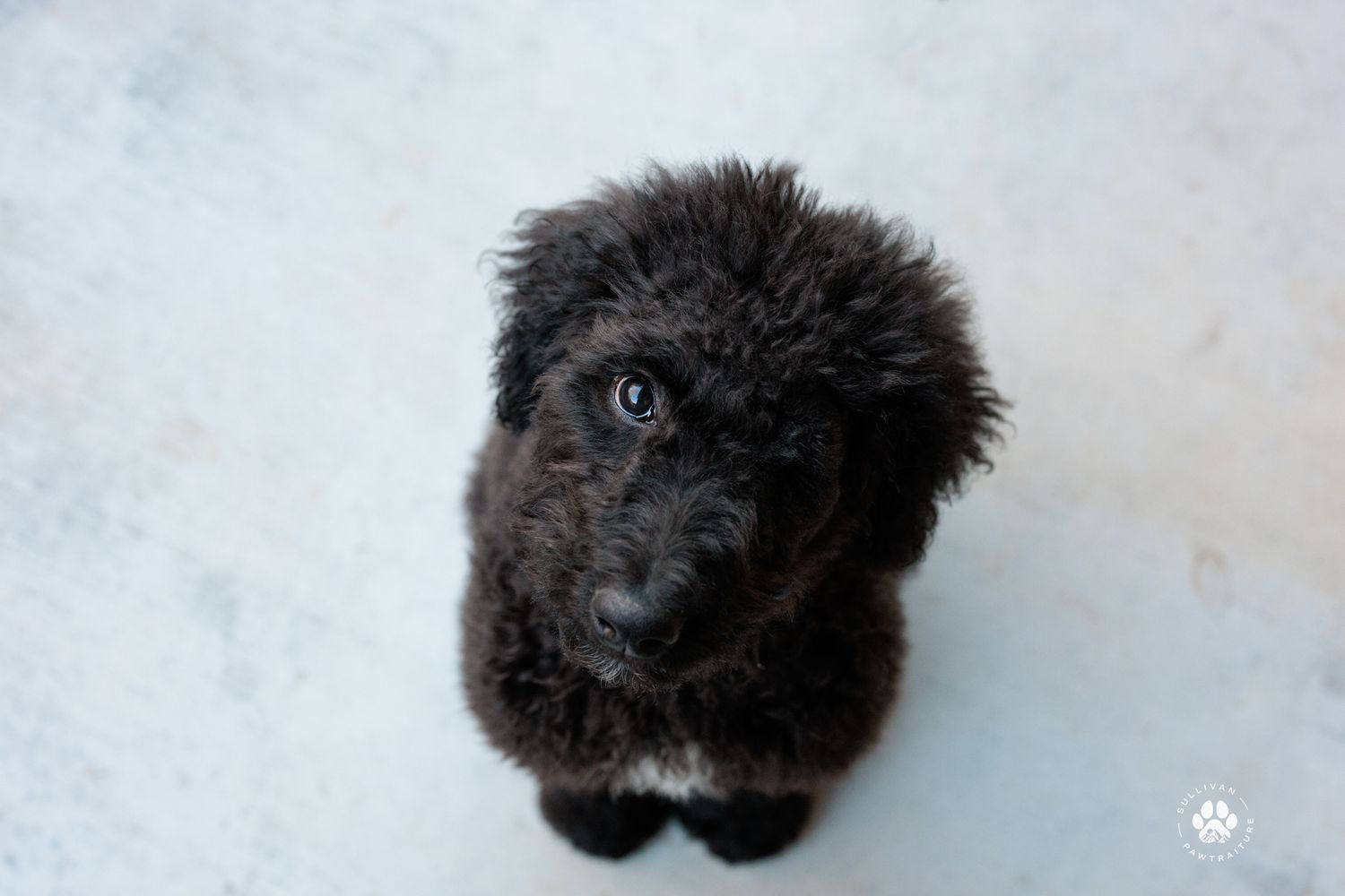 Adorable black poodle puppy looking up at camera against white background.