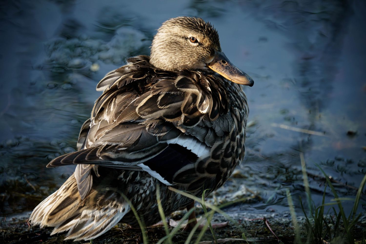 A mallard duck with brown and tan feathers rests near blue water, showing intricate feather patterns in soft lighting.