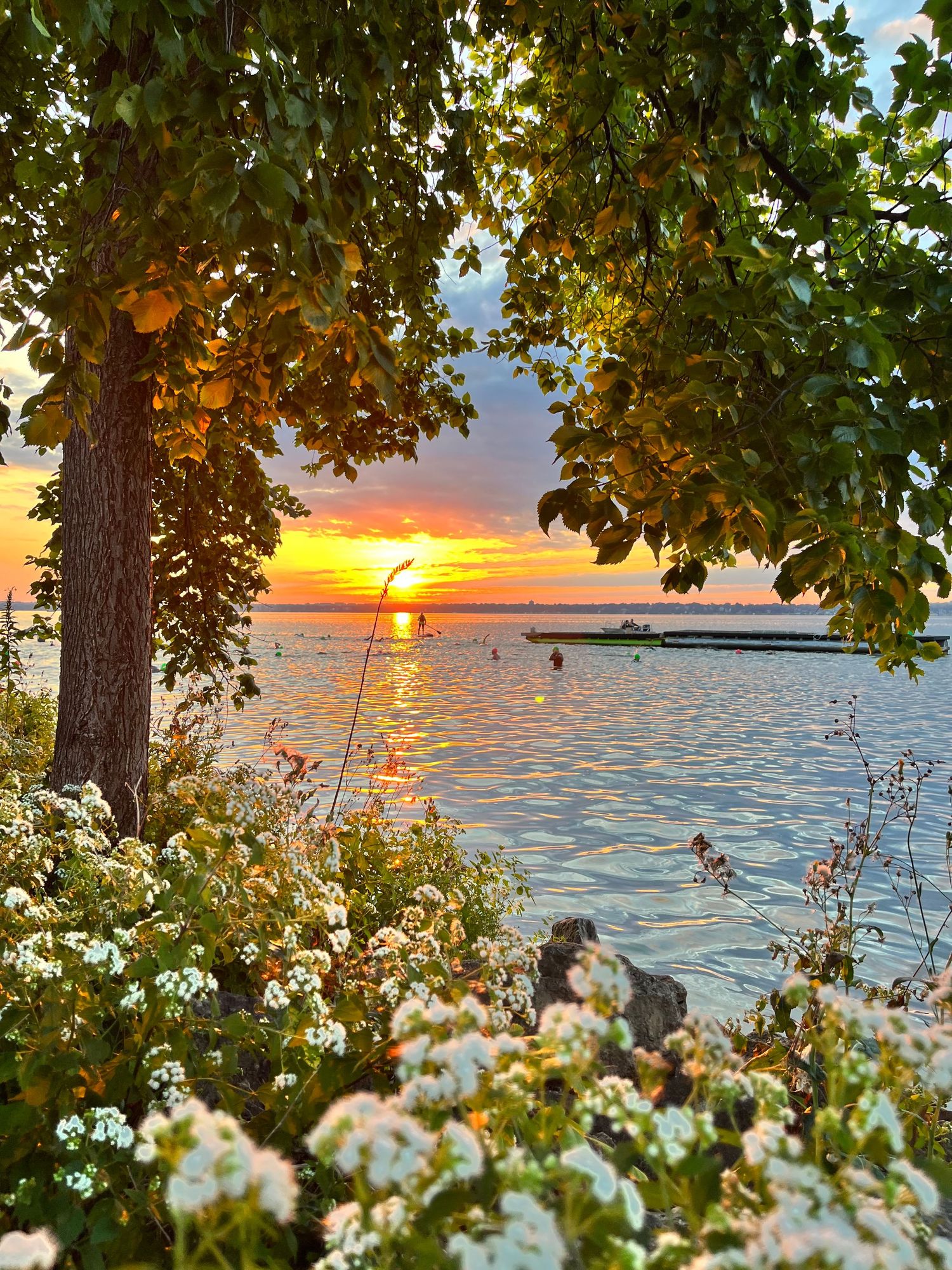Stunning sunset over a lake with golden light filtering through tree leaves and white flowers in the foreground.