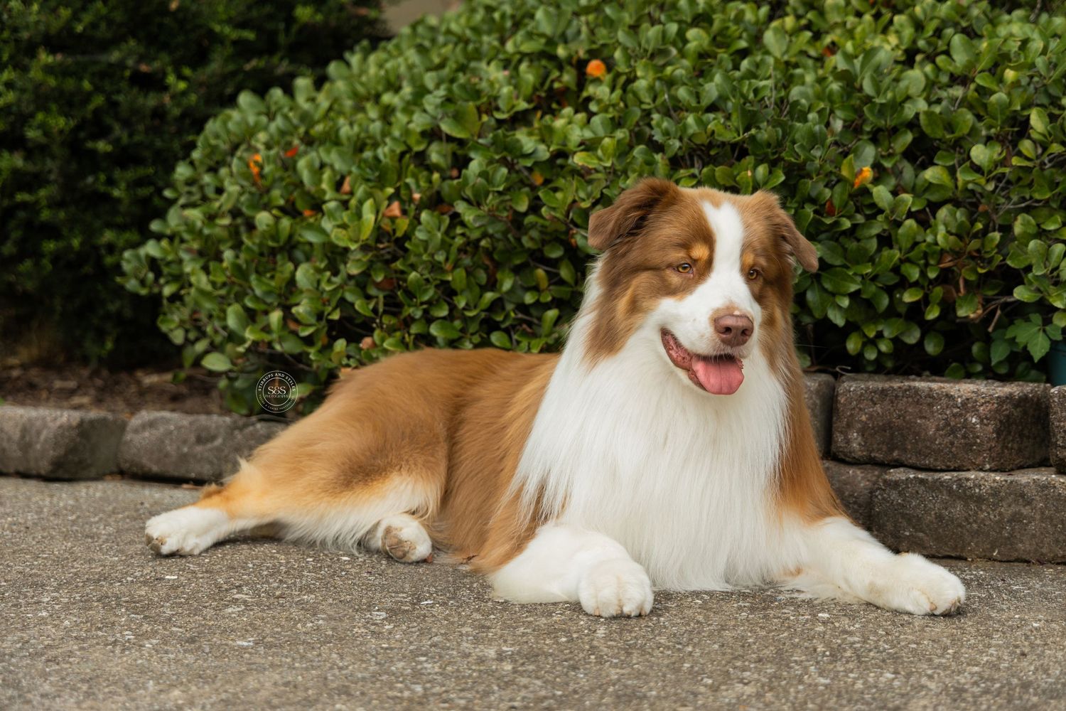 Dog laying down