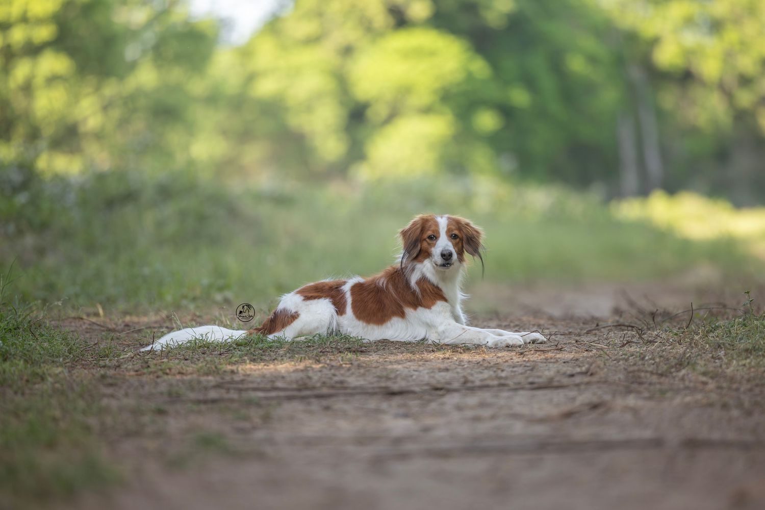 Dog laying down