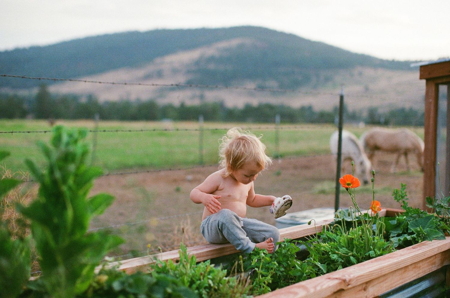 Toddler sitting on raised garden bed with orange flowers, green fields, grazing animals, and mountain backdrop.