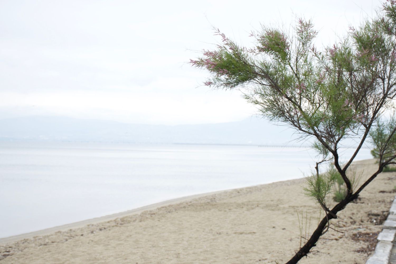 A lone tree leans over a sandy beach with calm ocean waters and cloudy skies in the background.