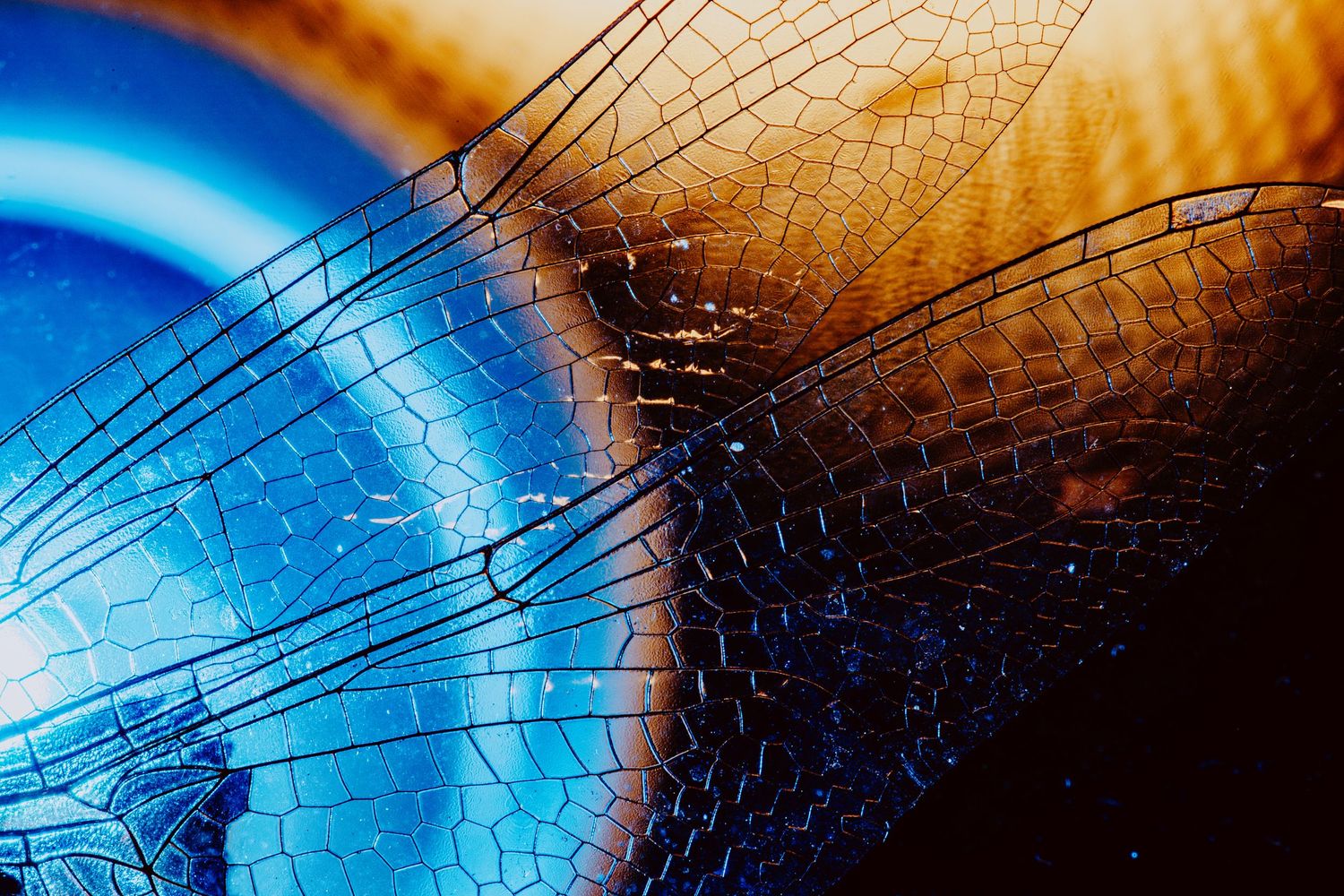 Dragonfly; creative lighting macro photography