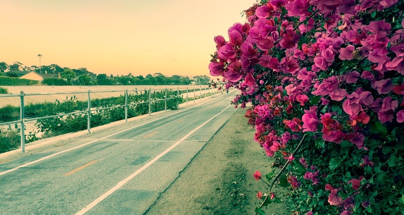 Pink roses blooming beside a scenic road at sunset with a tranquil waterway in the background.