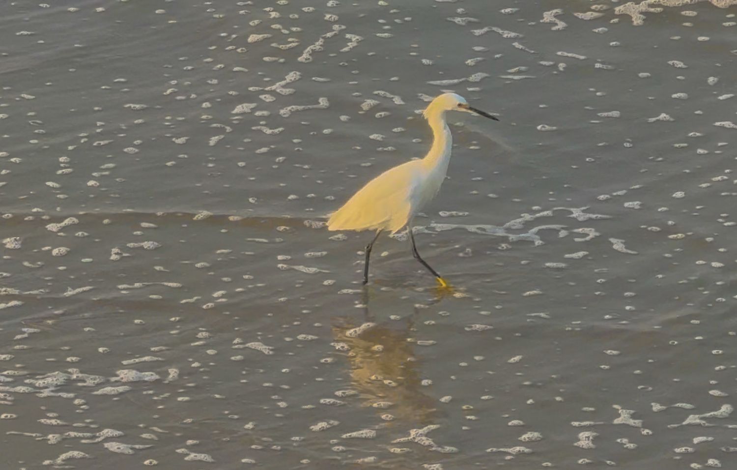 A graceful snowy egret walks through shallow water, creating ripples as it searches for food.