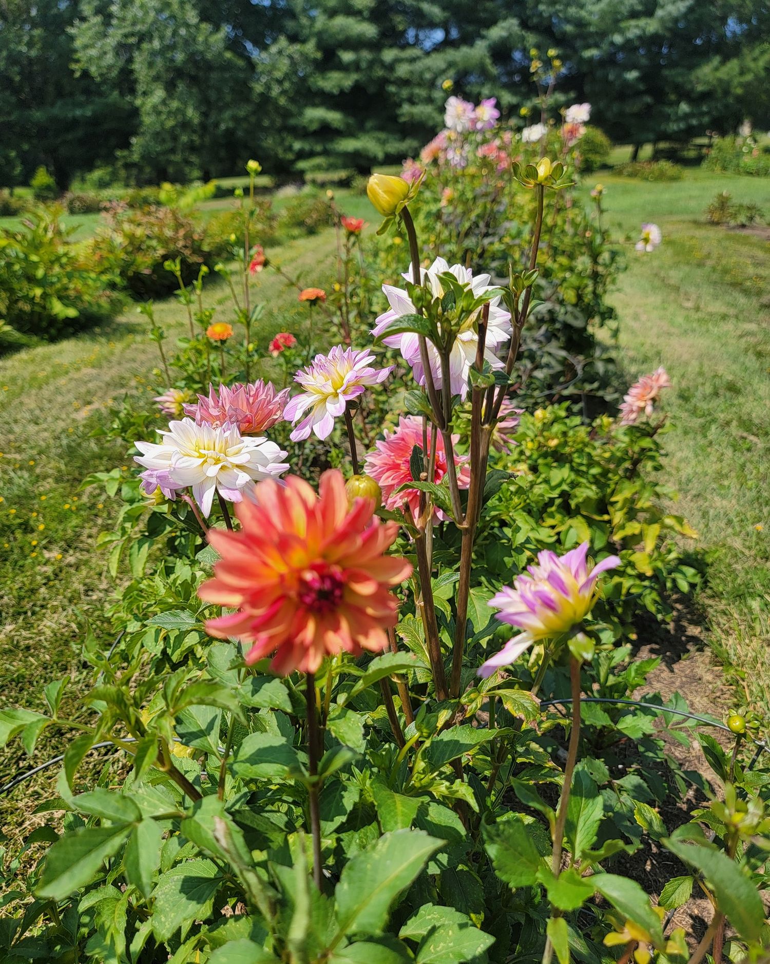 A red barn stands alongside a colorful garden border with pink and red flowers during golden hour.