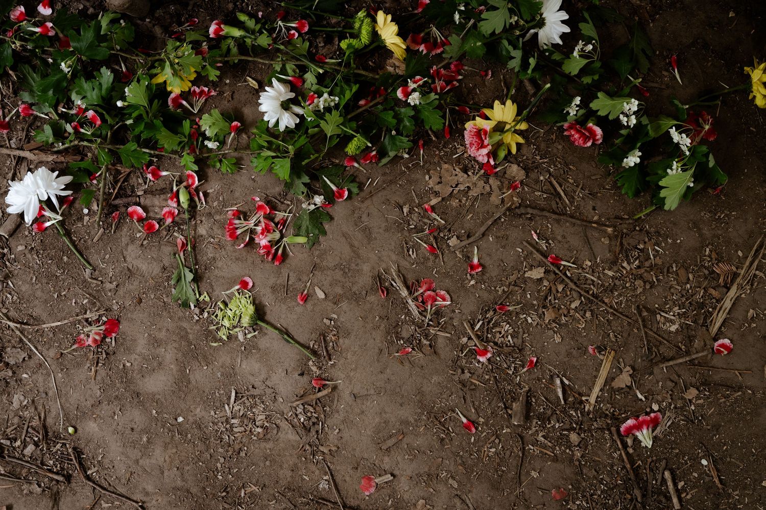 Garden soil with scattered red flower petals and green foliage.