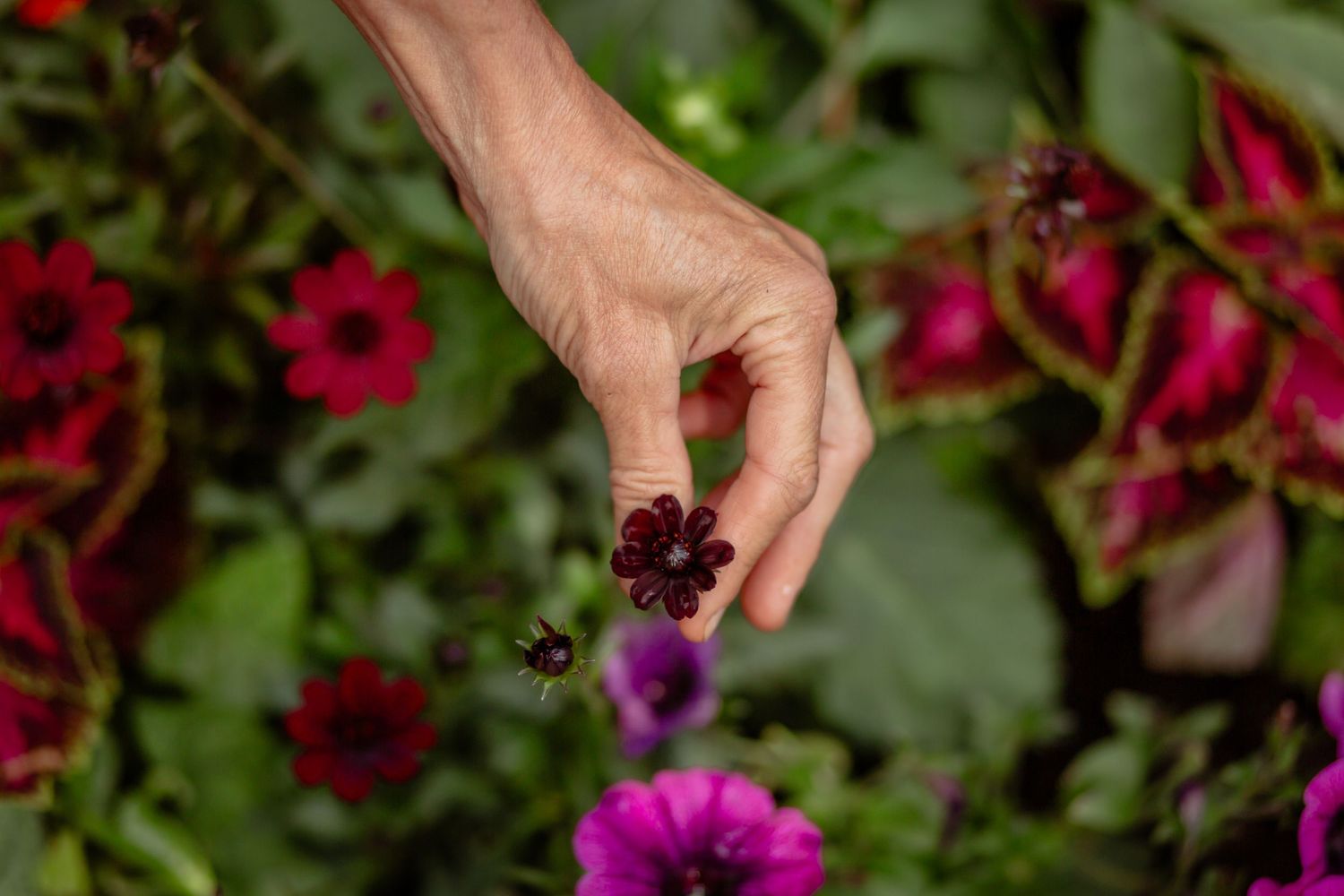 Hand reaching out to pick a vibrant purple and red flower in a lush garden setting.