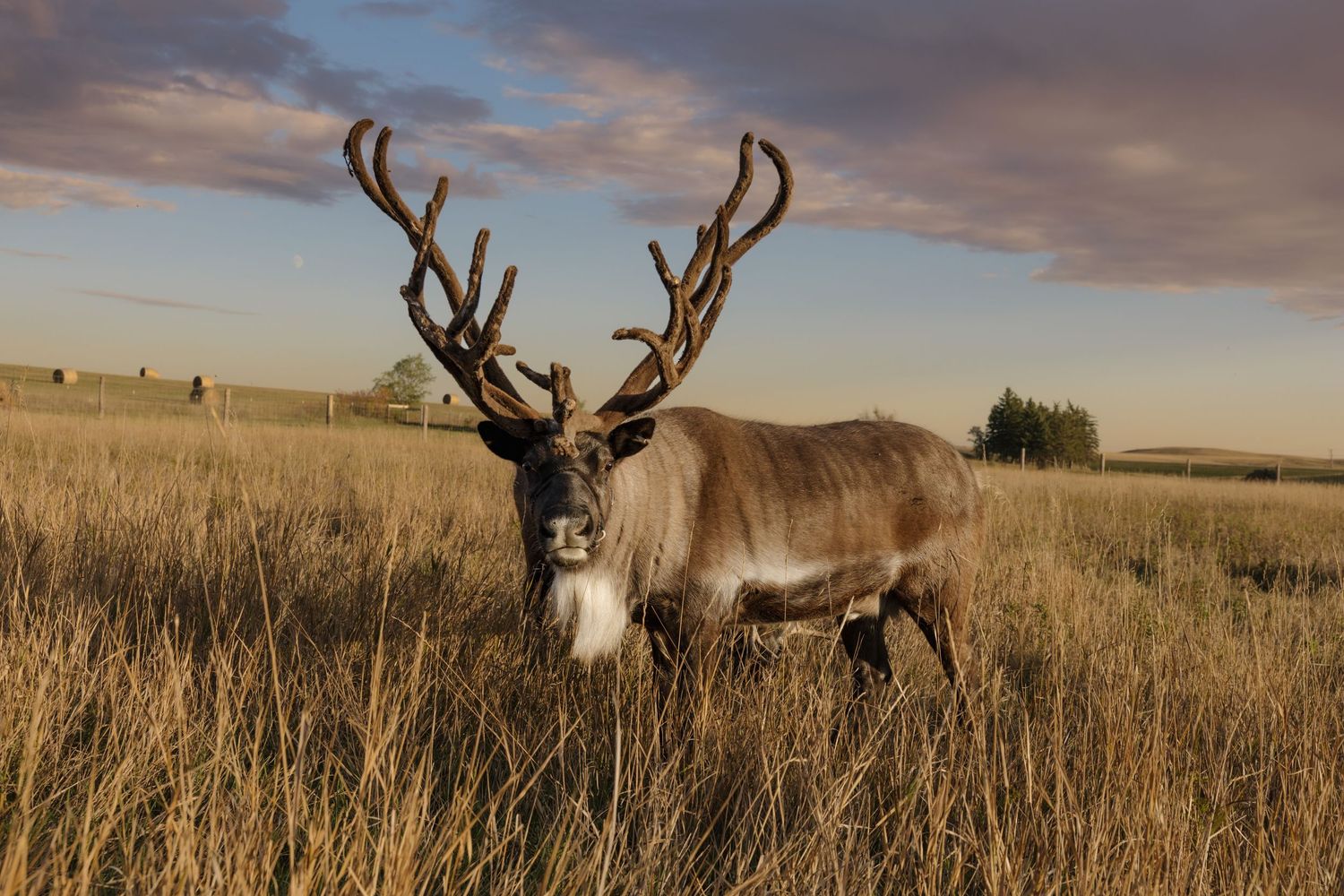 Majestic buck deer with large antlers standing in tall golden prairie grass during sunset. Garrison, ND