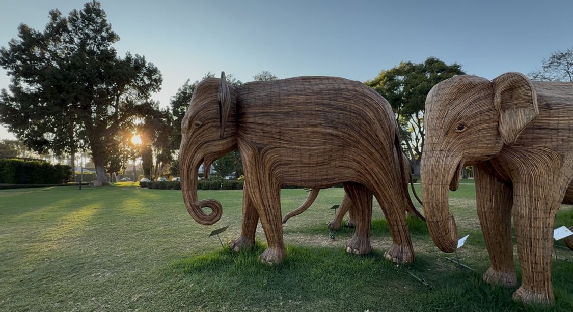 Large wooden elephant sculptures stand in a grassy park at sunset, creating a striking artistic display.