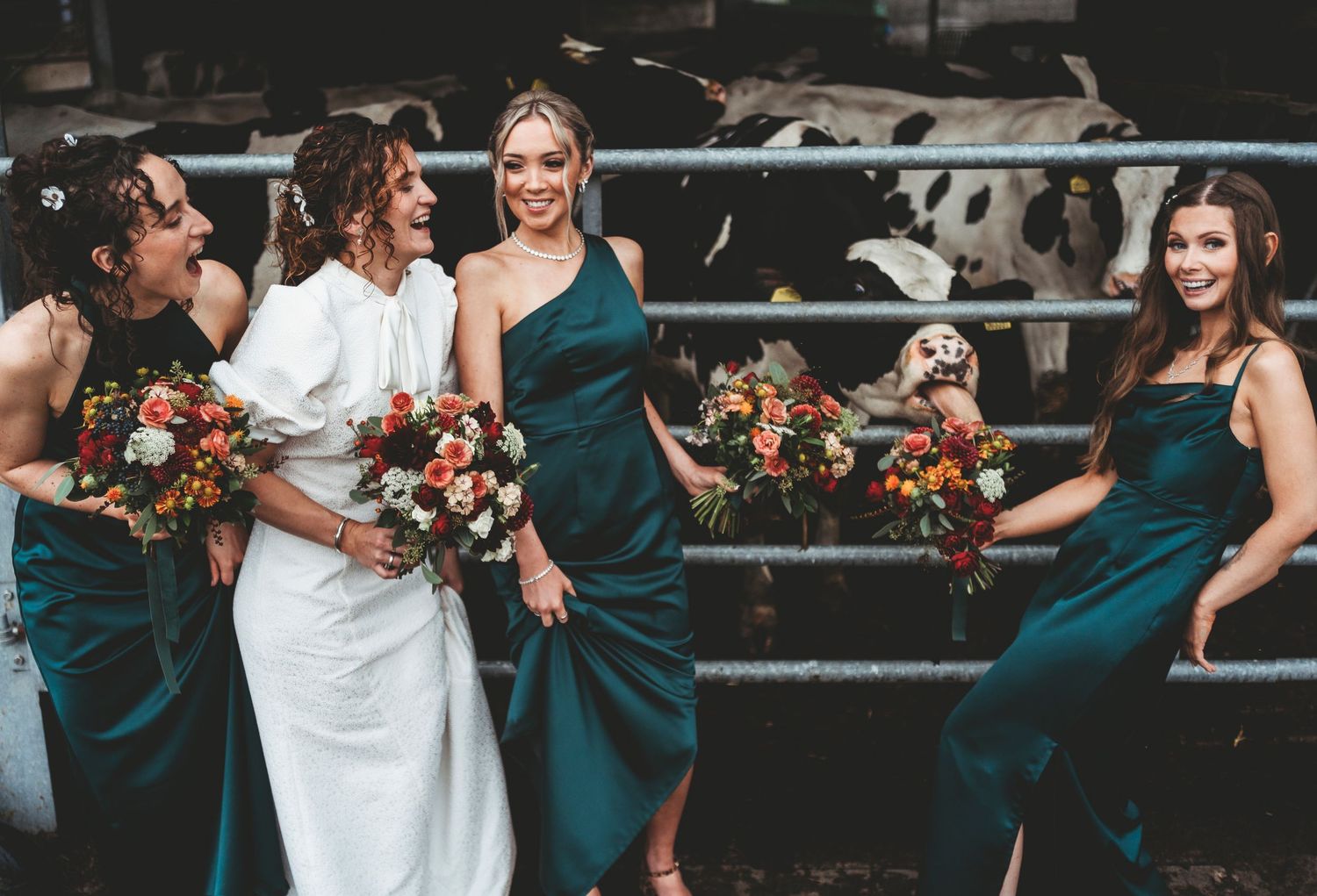 Funny photo of bride and bridesmaids with a cow licking the bouquet.