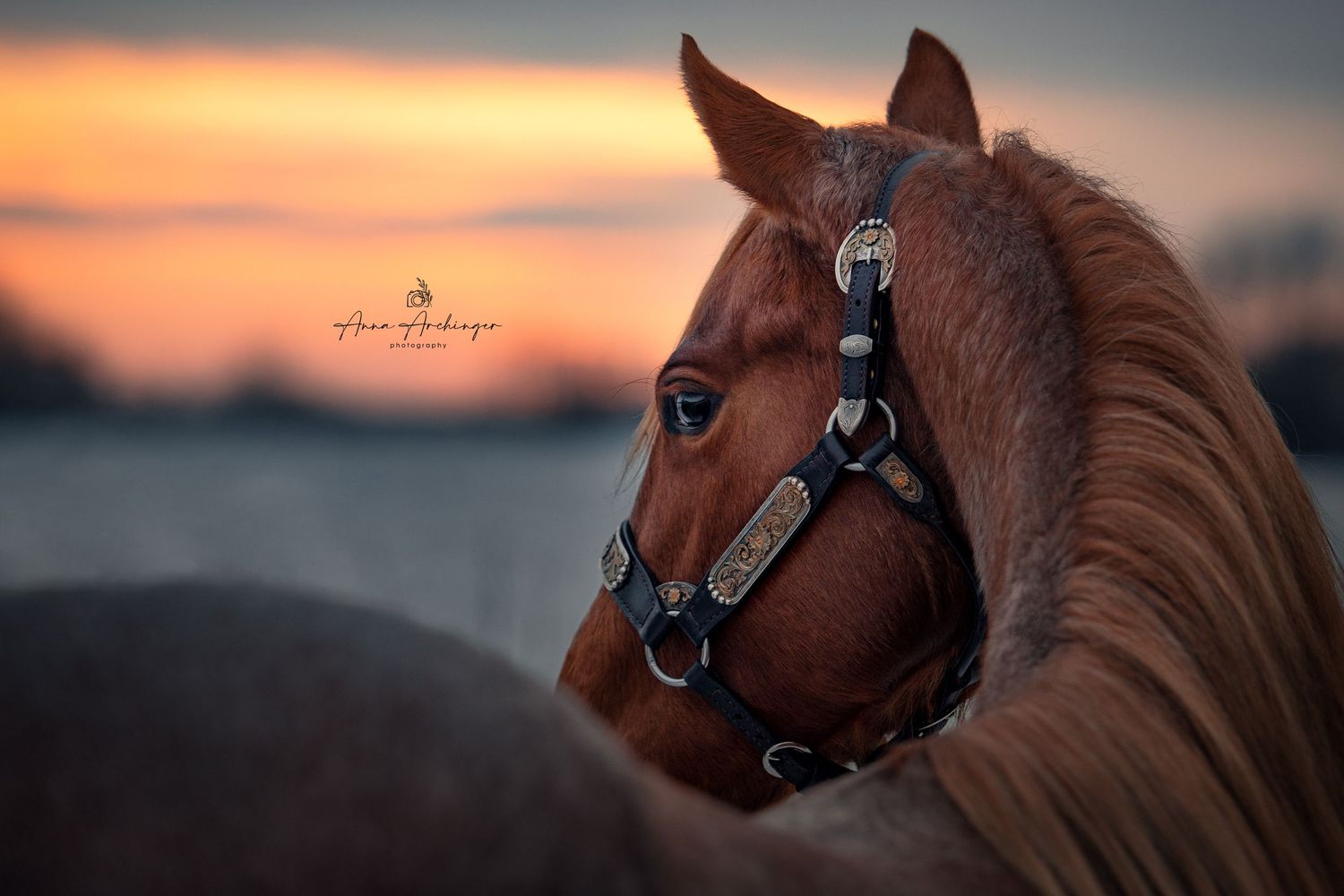 A chestnut horse with bridle silhouetted against a colorful sunset sky.