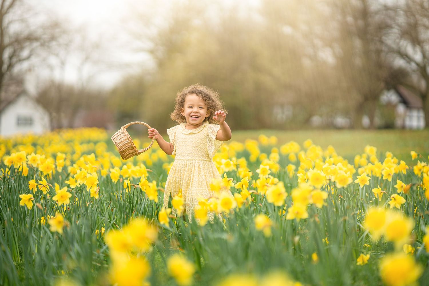 Daughter walking through yellow daffodils with basket in Worsley Manchester UK