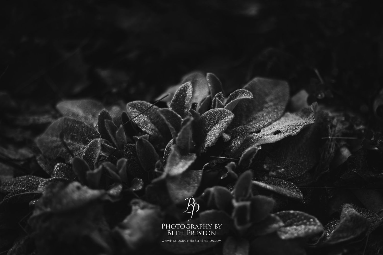 Artistic black and white macro photograph of frost-covered leaves.