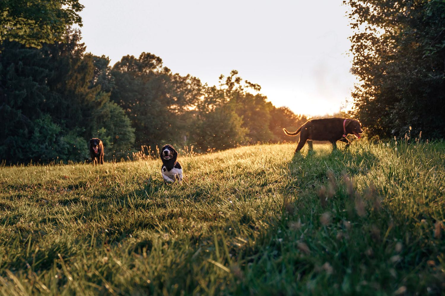 An addition of a new puppy basset hound to the pack. Pet Photography Cincinnati.
