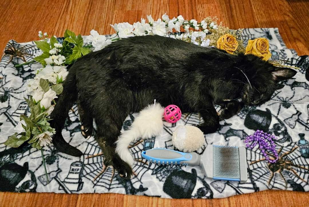 pet memorial