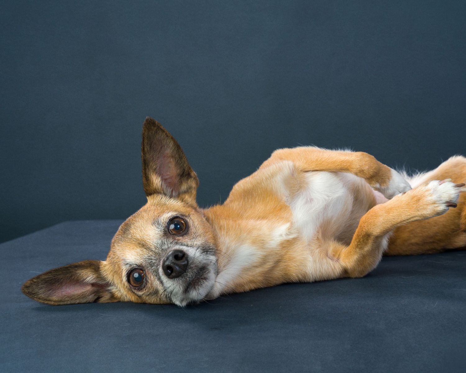 Artistic Pet photography in Toronto