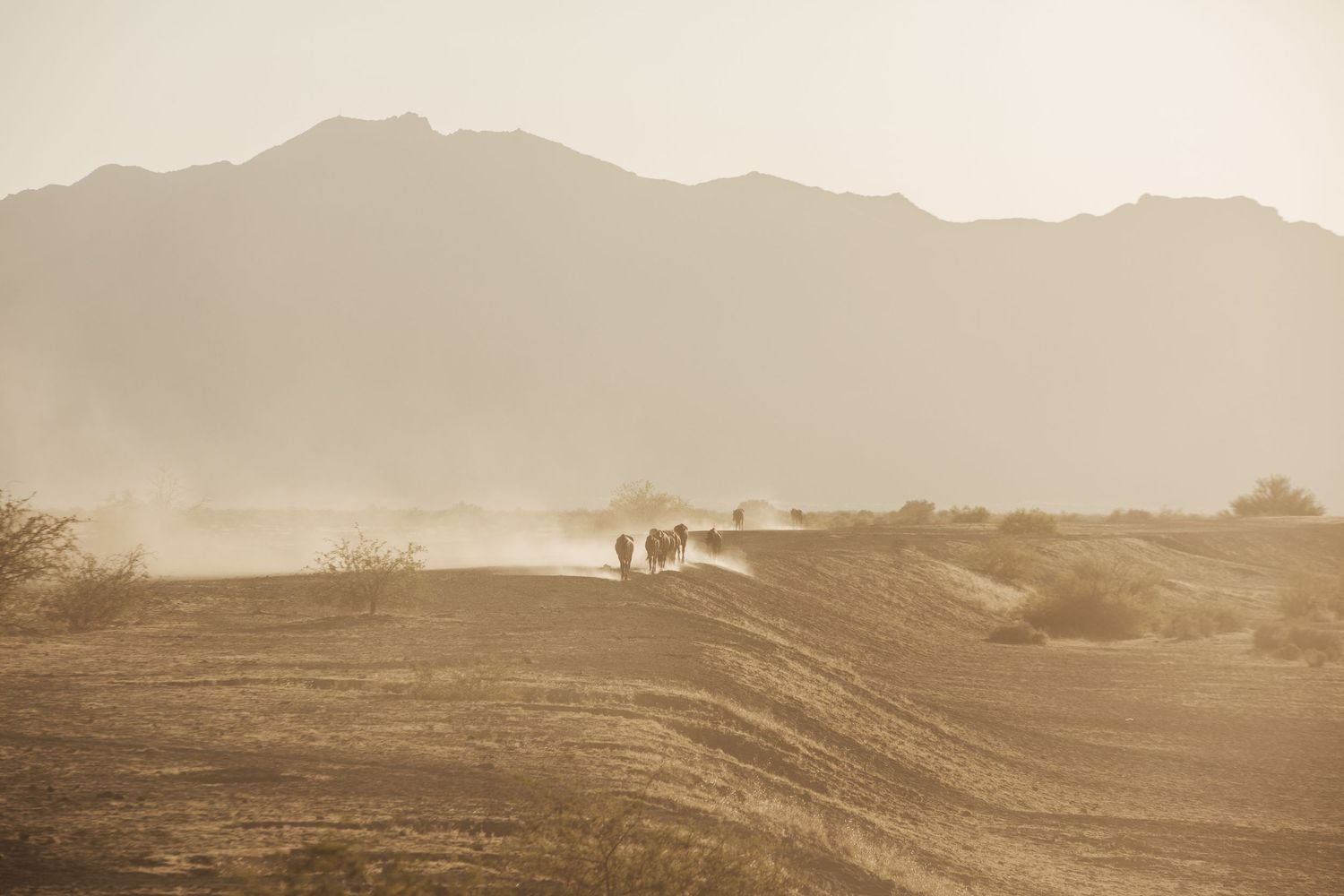 Willcox and Tucson arizona boudoir and wedding photographer