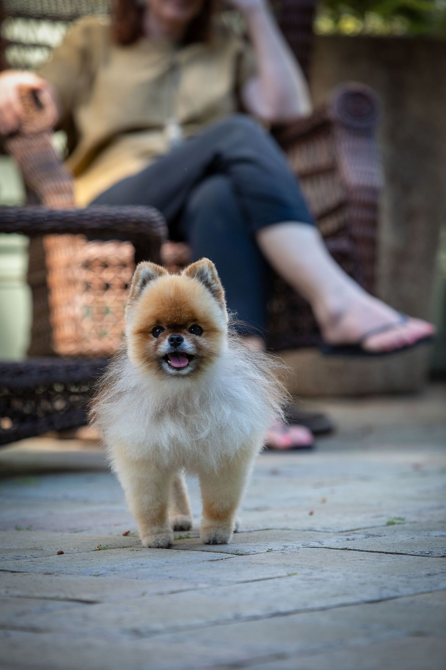 Fluffy Pomeranian dog posing on patio with person sitting in background.